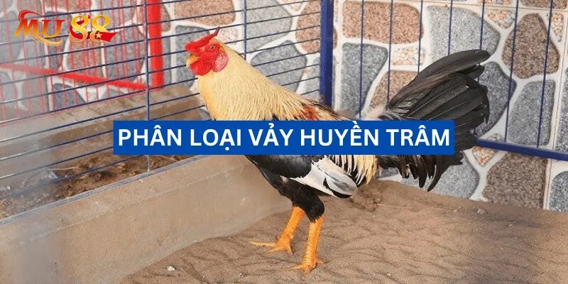 vay ga huyen tram la gi 681340a651413