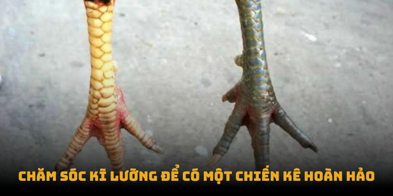 Vảy Gà Huyền Trâm Là Gì - Bí Ẩn Về Loại Vảy Gà Quý Hiếm