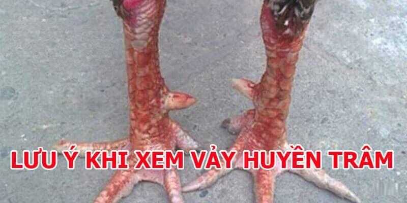 Vảy Gà Huyền Trâm Là Gì - Bí Ẩn Về Loại Vảy Gà Quý Hiếm