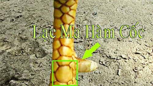 Vảy Gà Huyền Trâm Là Gì - Bí Ẩn Về Loại Vảy Gà Quý Hiếm