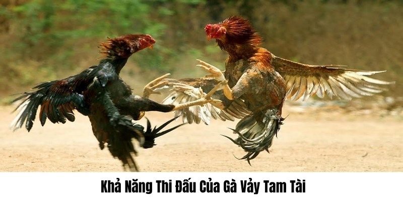 vay ga tam tai la gi 6813402d65e09