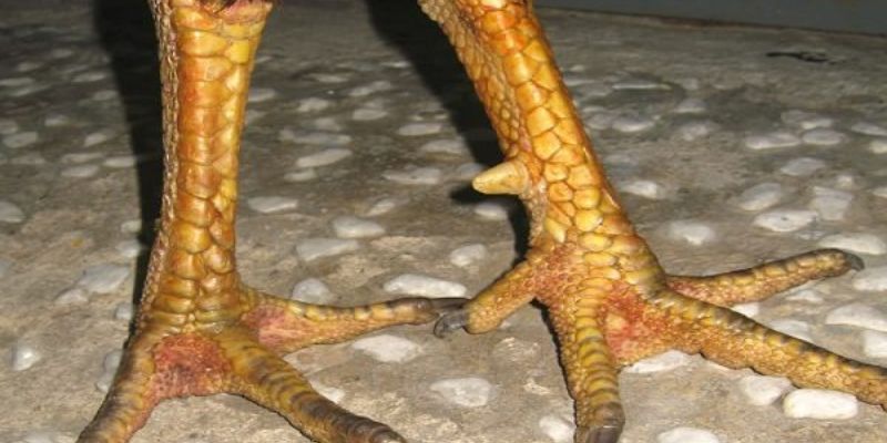 Vảy Gà Tam Tài Là Gì - Bí Ẩn Về Dấu Hiệu May Mắn Trên Chân Gà?