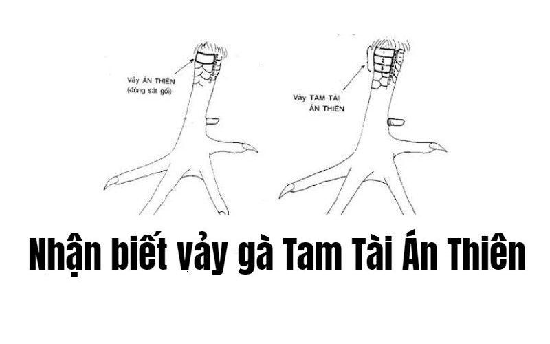 Vảy Gà Tam Tài Là Gì - Bí Ẩn Về Dấu Hiệu May Mắn Trên Chân Gà?